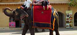 Elephant ride at The Amber palace